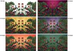 Peacock III - PE1002 - Image 2