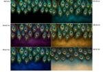 Peacock III - PE1011 - Image 2