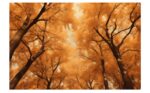Serenique - Autumn Aurelia Canopy - Image 2