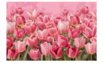 Serenique - Tulipe de Lumiere - Image 2